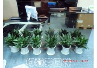 辦公室綠植租擺